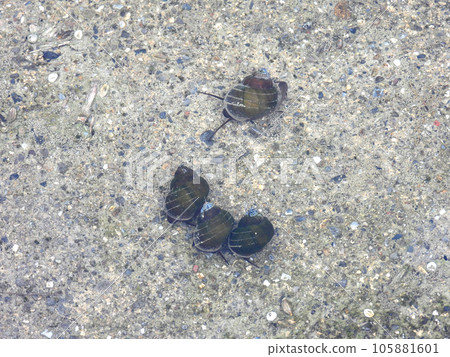 Snail (Tanishi) 105881601