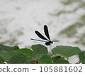 羽黑蜻蜓（昆蟲） 105881602
