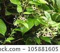 Hexocazura（野草） 105881605