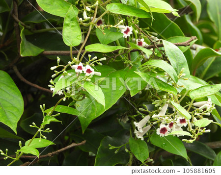 Hexocazura（野草） 105881605