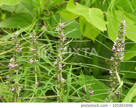 Japanese swordfish (wild grass) 105881606