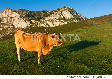 Mountain cow sits on a lawn in a national park 105881769
