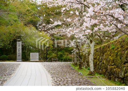 盛開的櫻花和伊賀上野城遺址（三重縣伊賀市） 105882040