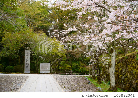Cherry blossoms in full bloom and the ruins of Iga Ueno Castle (Iga City, Mie Prefecture) 105882041