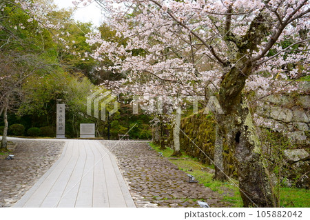 Cherry blossoms in full bloom and the ruins of Iga Ueno Castle (Iga City, Mie Prefecture) 105882042
