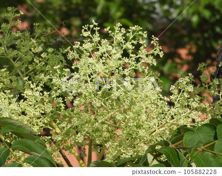Flowers of Taranoki 105882228
