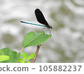 羽黑蜻蜓（昆蟲） 105882237