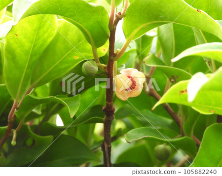 Flower of a honeymoon 105882240