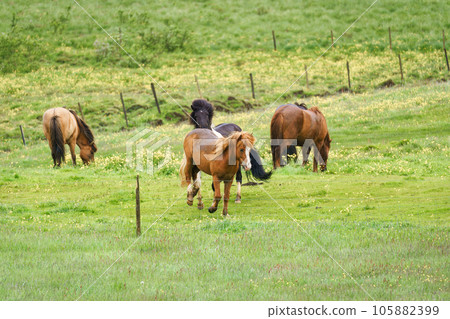 Herd of young horses playing on field in pasture during summer 105882399