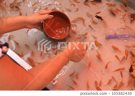 Goldfish scooping  105882430
