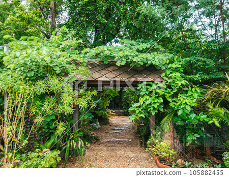 Entrance door with tropical plant covered and pathway Entrance door with tropical plant covered and pathway 105882455