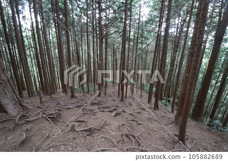 Climbing Mt. Bonoori in Hanno, Saitama Prefecture in August 2023 105882689
