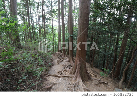 2023年8月攀登埼玉縣飯能市的Bonoori山 105882725