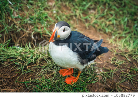 Atlantic puffin living on cliff of Atlantic Ocean during breeding season Atlantic puffin living on cliff of Atlantic Ocean during breeding season 105882779