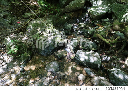 Climbing Mt. Bonoori in Hanno, Saitama Prefecture in August 2023 105883034