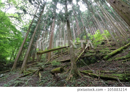 2023年8月攀登埼玉縣飯能市的Bonoori山 105883214