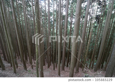 Climbing Mt. Bonoori in Hanno, Saitama Prefecture in August 2023 105883229
