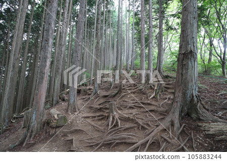 2023年8月攀登埼玉縣飯能市的Bonoori山 2023年8月攀登埼玉縣飯能市的Bonoori山 105883244