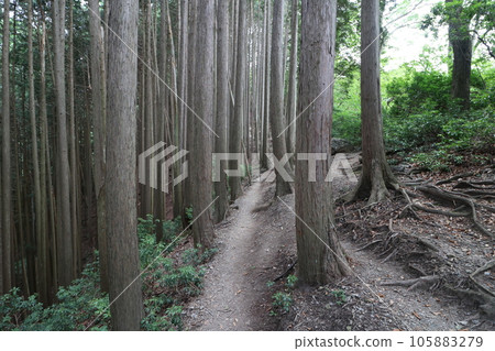 2023年8月攀登埼玉縣飯能市的Bonoori山 105883279