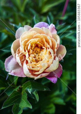 Paeonia ito hybrid summer bloom Paeonia ito hybrid summer bloom 105883367