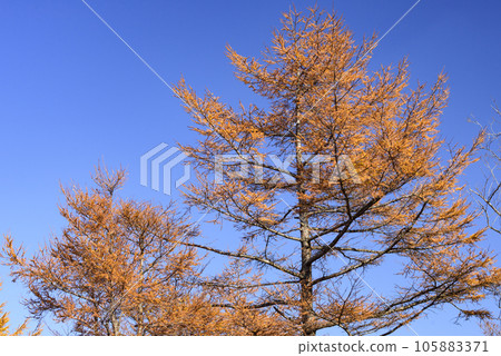 Autumn foliage seen from Nijumagari Pass 105883371