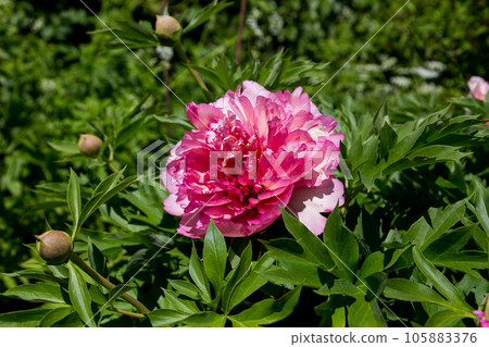 Paeonia ito hybrid summer bloom 105883376