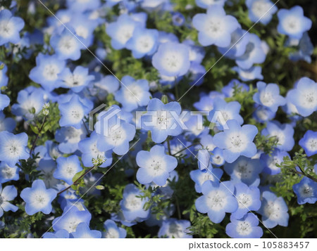 愛知農場的粉蝶花田 愛知農場的粉蝶花田 105883457