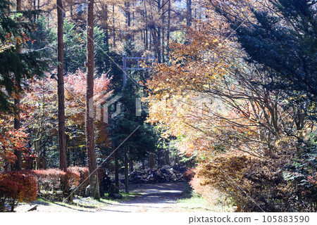 Autumn leaves scenery of Oshino village 105883590
