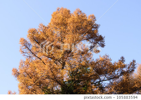 Autumn leaves scenery of Oshino village 105883594