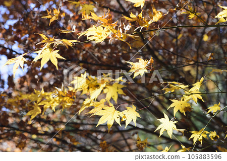 Autumn leaves scenery of Oshino village Autumn leaves scenery of Oshino village 105883596