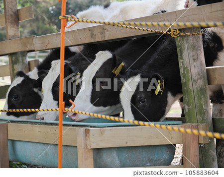 Aichi ranch cattle 105883604