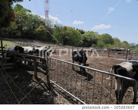 Aichi ranch cattle Aichi ranch cattle 105883607