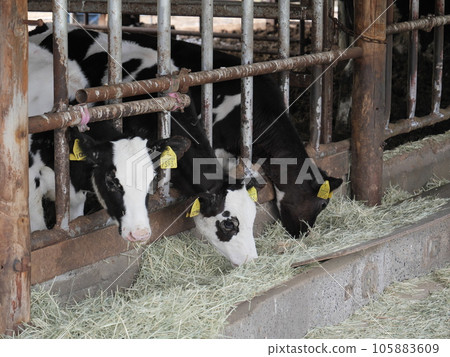 Aichi ranch cattle Aichi ranch cattle 105883609