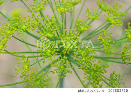 dill buds 105883716