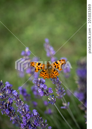 Close up of an orange butterfly on a lavender plant in a field. Purple flowers with an insect. Portrait orientation with no sky. 105883869