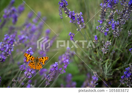 Close up of an orange butterfly on a lavender plant in a field. Purple flowers with an insect. Landscape orientation with no sky. 105883872