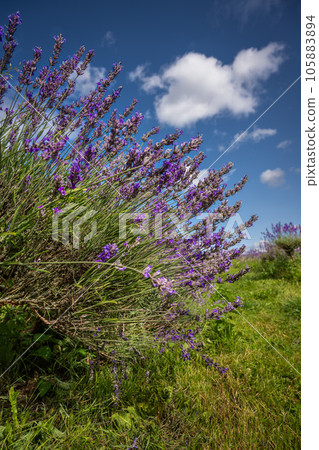 A lavender plant in a field. Purple flowers with blue sky and white clouds. Portrait orientation. A lavender plant in a field. Purple flowers with blue sky and white clouds. Portrait orientation. 105883894