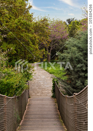 Wooden suspended bridge in the woods made of sturdy wood and surrounded by green lush trees in Fethi Pasha Grove 105884266