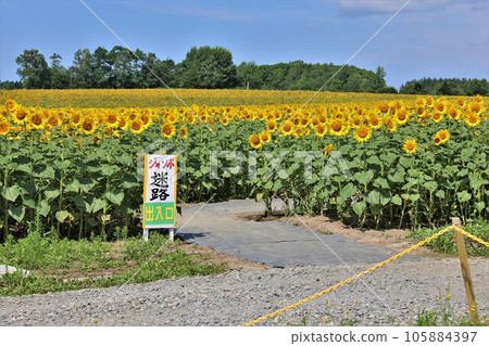 [Video included] Sunflower and Jumbo Maze in Hokuryu-cho, Hokkaido (Hokuryu-cho, Uryu-gun, Hokkaido) 105884397