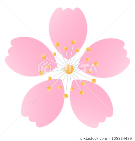 Sakura Cherry Blossom Flower Petals 105884489