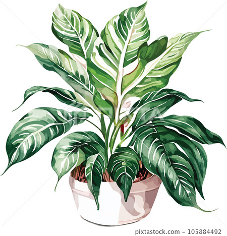 aglaonema--aglaonema-spp---watercolor--clipart  105884492