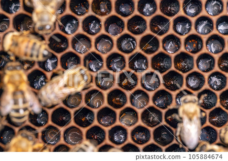 Bee larvae in a brood hive. Bee larvae in a brood hive. 105884674