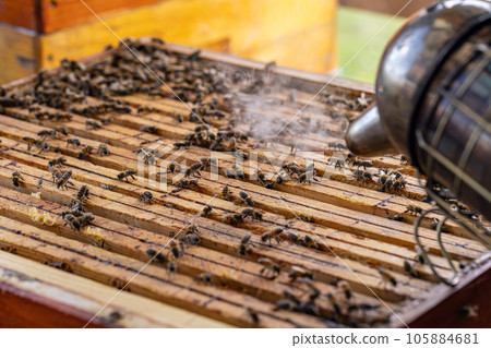 Beekeeper using smoker Beekeeper using smoker 105884681