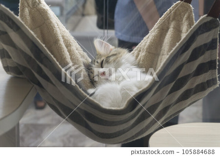 Sleeping cat pet shop Sleeping cat pet shop 105884688