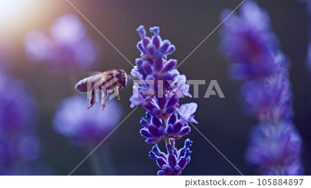 Macro shot of bee gathering pollen from lavender Macro shot of bee gathering pollen from lavender 105884897