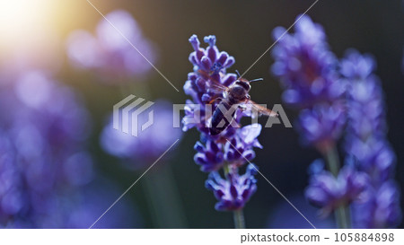 Macro shot of bee gathering pollen from lavender Macro shot of bee gathering pollen from lavender 105884898