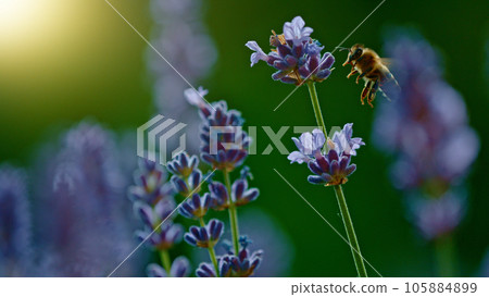 Macro shot of bee gathering pollen from lavender Macro shot of bee gathering pollen from lavender 105884899