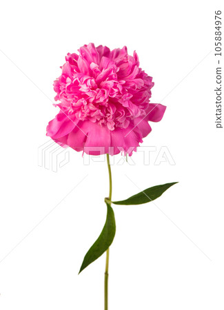 one big beautiful pink peony flower with leaf isolated on white background 105884976