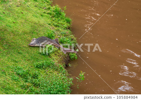 Big sturgeon is lying on a grassy bank. The fish jumped ashore. Breeding of sturgeon, fisheries. Big sturgeon is lying on a grassy bank. The fish jumped ashore. Breeding of sturgeon, fisheries. 105884984