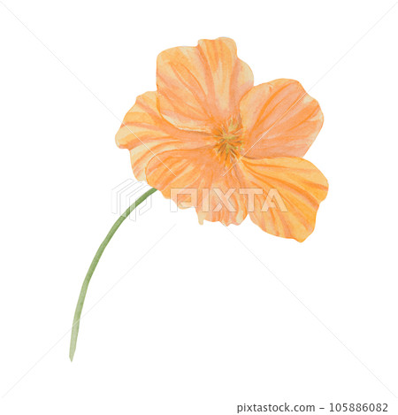 Orange Nasturtium watercolor illustration. Hand drawn botanical painting, floral sketch. Colorful flower clipart for summer or autumn design of wedding invitation, prints, sublimation, textile 105886082